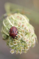minstrel or striped bug on the seeds of a plant