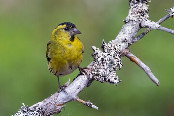 Eurasian Siskin