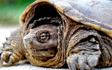 Fototapeta close up of a tortoise obraz