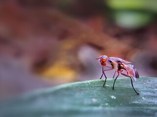 red insect on a leaf
