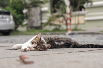 Fototapeta A small stray kitten laying in the middle of the street. Homeless animals on the city streets obraz