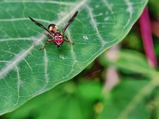 a wasp on a leaf