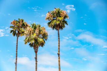 Obraz premium A palm tree against a clear blue sky on a summer's day in Vallejo, California.