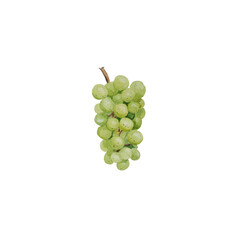 Watercolor illustration of organic green grapes for food designe