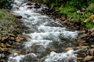 stream in the forest