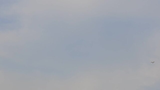 single birds flying on blue sky. HD video. flying bird silhouette. bird clips.