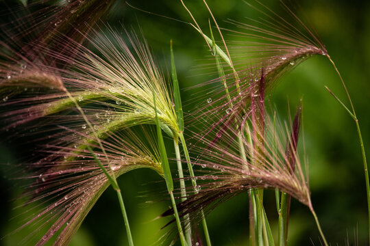 foxtail barley