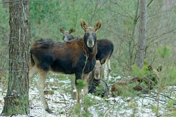 Łoś (Alces alces) © Grzegorz