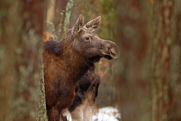 Łoś (Alces alces) © Grzegorz