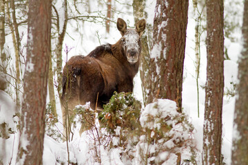 Łoś (Alces alces)