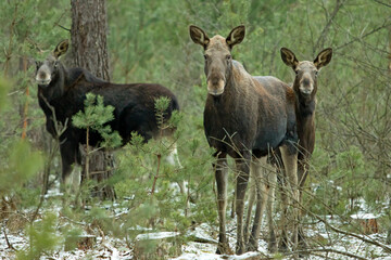 Łoś (Alces alces)