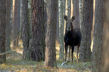 Łoś (Alces alces) © Grzegorz