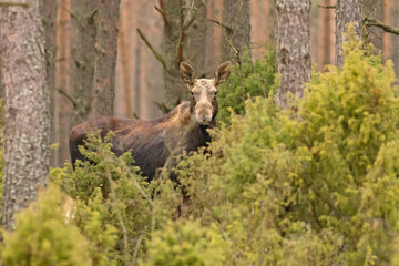 Łoś (Alces alces)