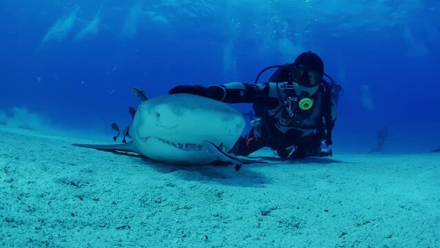 Scuba diver petting tiger shark  in tonic immobility state, low angle shot