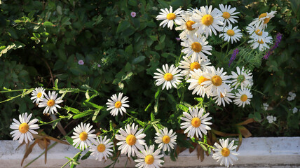 Garden daisy flowers
