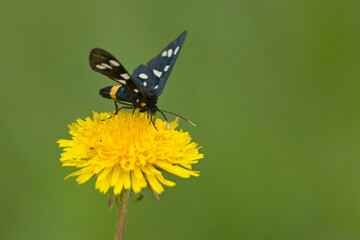 Oblaczek granatek (Amata phegea)