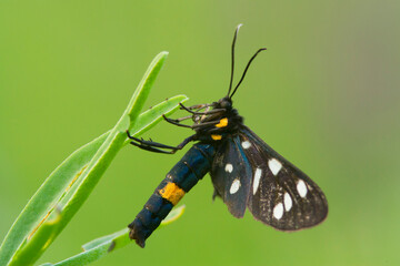 Oblaczek granatek (Amata phegea)