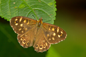 Osadnik egeria (Pararge aegeria) © Grzegorz