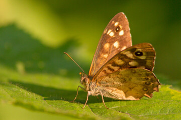 Osadnik egeria (Pararge aegeria) © Grzegorz