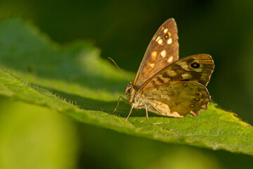 Osadnik egeria (Pararge aegeria) © Grzegorz