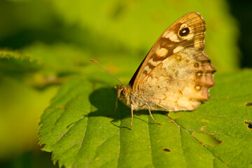 Osadnik egeria (Pararge aegeria) © Grzegorz