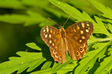 Osadnik egeria (Pararge aegeria)
