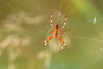 Krzyżak ogrodowy (Araneus diadematus)