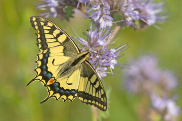 Paź królowej (Papilio machaon) © Grzegorz