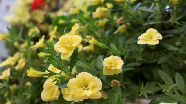 Yellow Garden Flowers