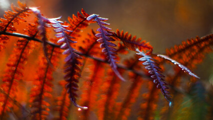 Macro de feuilles de fougère aux teintes rougeoyantes, mises en valeur par la lumière du soleil couchant