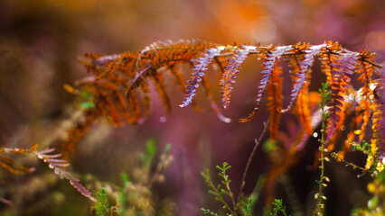 Macro de feuilles de fougère aux teintes rougeoyantes, mises en valeur par la lumière du soleil couchant