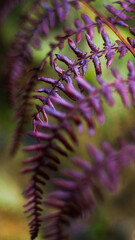 Macro de feuilles de fougère aux teintes rougeoyantes, mises en valeur par la lumière du soleil couchant