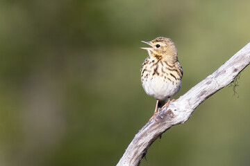 Tree Pipit