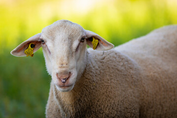 Retrato de un joven carnero blanco con hierba verde de fondo (ganadería, ovino, ovis aries)