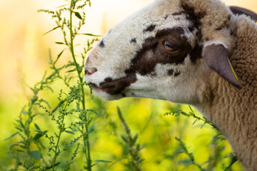 Retrato de una joven oveja (borrega) de raza ripollesa (ovella ripollesa) comiendo en un prado de...