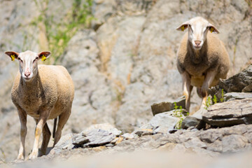 Retrato de un joven carnero y una carnera (borrega, oveja) blancos (ganadería, ganadería extensiva, ovino, ovis aries)	