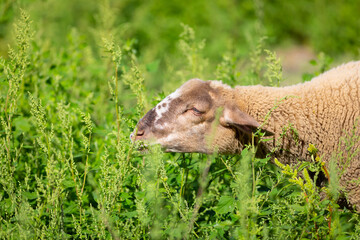 Joven cordera (borrega oveja) paciendo en un prado verde de principios de otoño (ganadería extensiva)