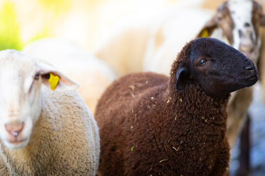 Joven oveja negra (cordera borrega) en un reba&ntilde;o