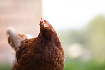 retrato de una gallina (ave de corral)