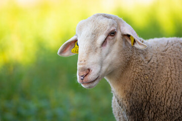 Retrato de un joven carnero blanco con hierba verde de fondo (ganadería, ganadería extensiva, ovino, ovis aries)