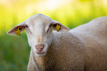 Retrato de un joven carnero blanco con hierba verde de fondo (ganadería, ganadería extensiva,...
