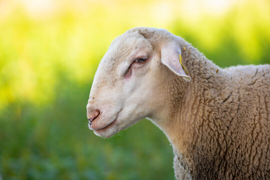 Retrato de perfil (mirando de perfil) de un joven carnero blanco con hierba verde de fondo (ganadería, ganadería extensiva, ovino, ovis aries)
