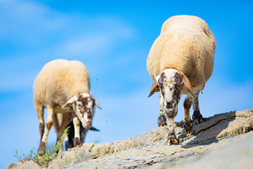 Ovejas andando sobre rocas bajo un cielo azúl (ganadería extensiva, ovino, ovis aries)