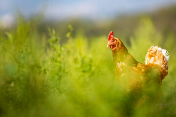Gallina libre comiendo hierba en el campo (ave de corral, huevos)