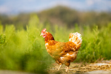 Gallina libre comiendo hierba en el campo (ave de corral, huevos)