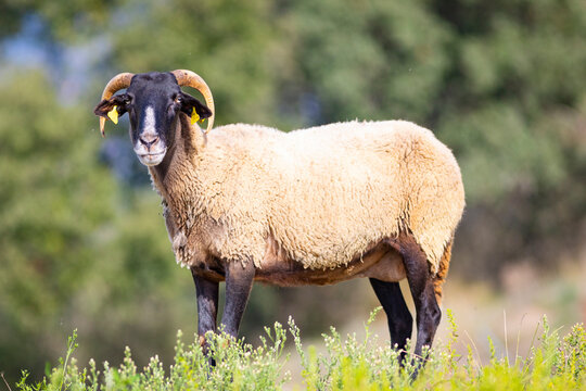 Oveja negra con cuernos mirando a c&aacute;mara