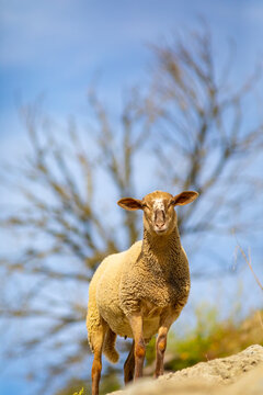 Joven cordera (borrega oveja) mirando a c&aacute;mara des de una ladera de piedra (ganader&iacute;a extensiva)