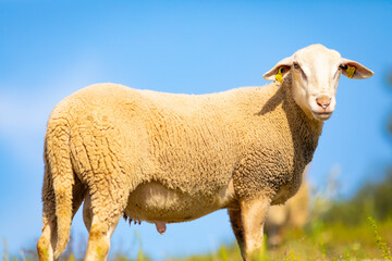 Retrato de un joven carnero blanco (ganadería, ganadería extensiva, ovino, ovis aries)