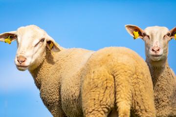 Retrato de un joven carnero y una carnera (borrega, oveja) blancos (ganadería, ganadería...
