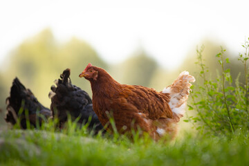 Gallina libre comiendo hierba en el campo (ave de corral, huevos)